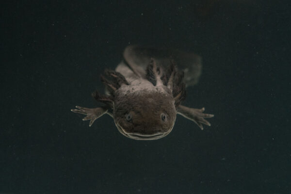 Ein Axolotl-Weibchen schwimmt in einem Wasserbecken im Labor für die Wiederherstellung von Ökosystemen an der Universidad Autónoma de México in Mexiko-Stadt. Bild aus der Story: „Werden wir den Axolotl retten?“ (Mexiko), Foto und Bericht: Luis Antonio Rojas