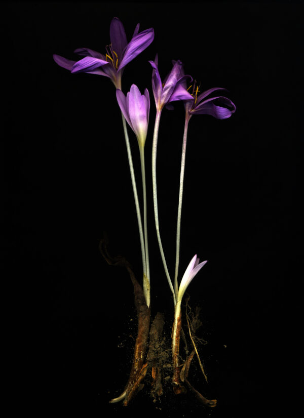 Michaela Bruckmüller, COLCHICUM AUTUMNALE, 2015 Michaela Bruckmüller, COLCHICUM AUTUMNALE, 2025