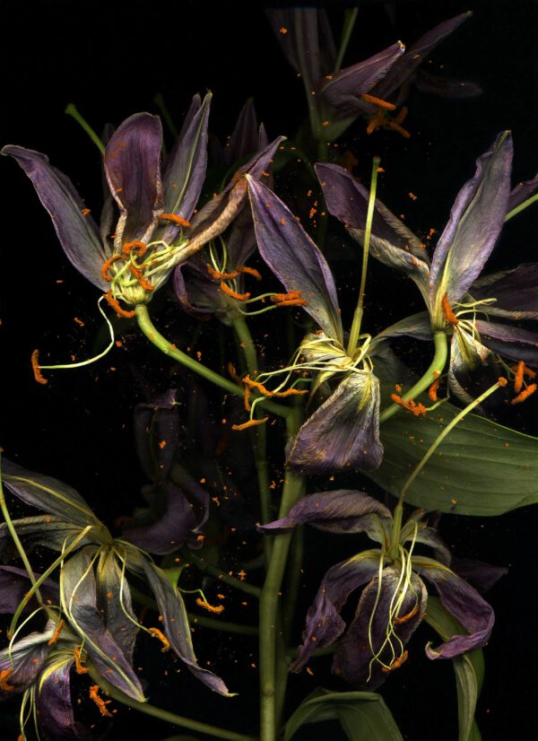 Michaela Bruckmüller, LILIOM, 2019