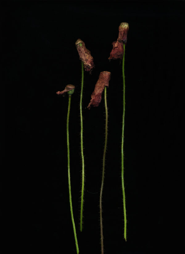 Michaela Bruckmüller, SOMNIA 01, 2025