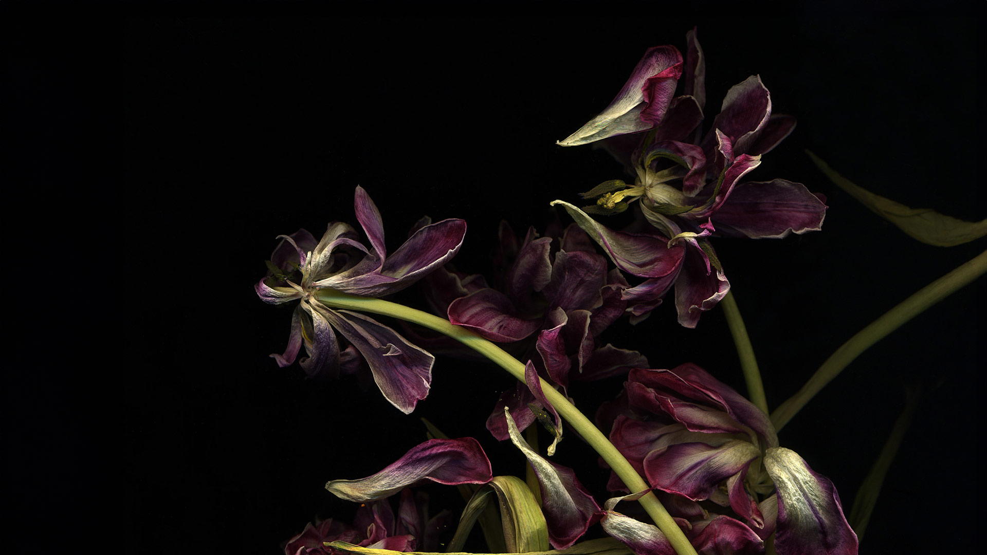 Tulipe Michaela Bruckmüller 2019